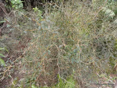 sophora-microphylla-