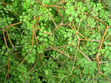 sophora-microphylla-1