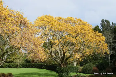 sophora-microphylla-2