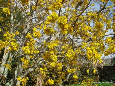 sophora-microphylla-3