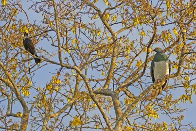 sophora-microphylla-4