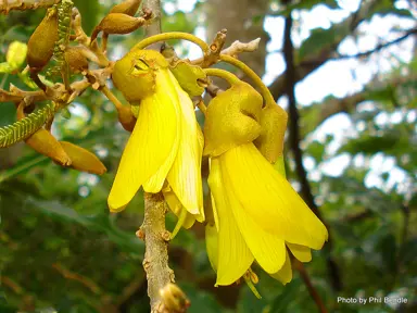 sophora-microphylla-5