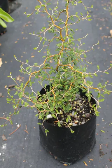 sophora-prostrata-5