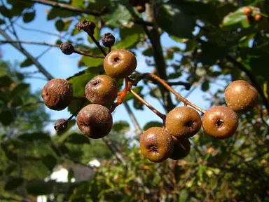 sorbus-devoniensis-3