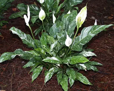 Spathiphyllum 'Domino' variegated peace Lily with elegant white flowers.