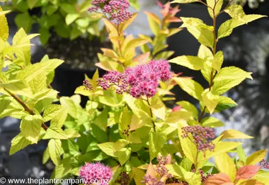 spiraea-goldflame--1