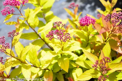 spiraea-goldflame--2