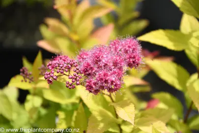 spiraea-goldflame-