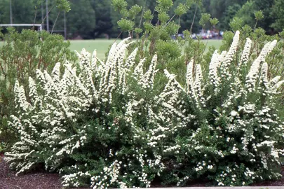 spiraea-snowmound--1