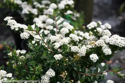 spiraea-snowmound--2