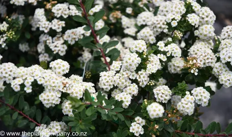 spiraea-snowmound--3