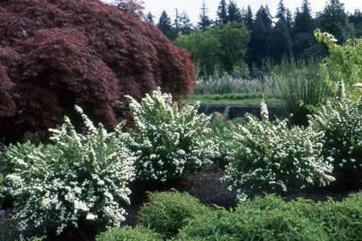 spiraea-snowmound-