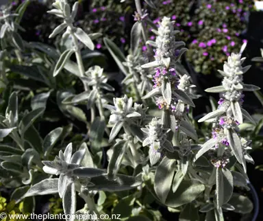 Silver leaves and pink flowers on Stachys byzantina.