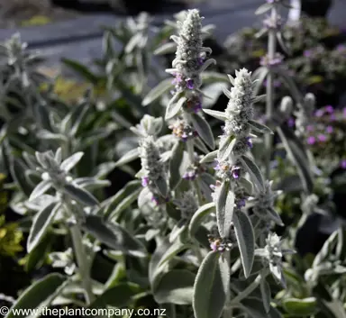 Silver leaves and pink flowers on a Stachys byzantina plant.