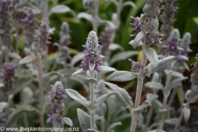 Stachys byzantina plant showing pink flowers and silver foliage.