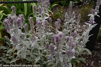 Silver leaves and pink flowers on a Stachys byzantina plants in a garden.