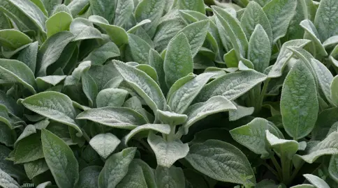 Stachys byzantina 'Big Ears' plants with large, velvet covered, green leaves.