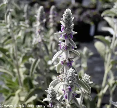 Stachys byzantina plant with silver leaves and pink flowers.
