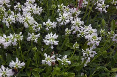stachys-discolor-