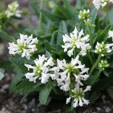 stachys-discolor-1