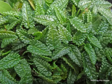 stachys-discolor-2