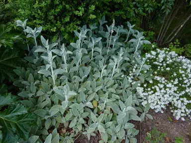 A Stachys lanata plant with grey foliage growing in a mixed planting.