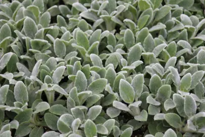 Stachys 'Silver Carpet' plants with velvet covered leaves growing as a gound cover.