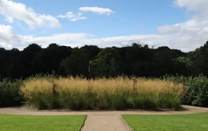 A large planting of Stipa gigantea (Golden Oat Grass) as a feature garden.