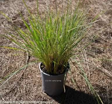Stipa gigantea plant for sale in Spring at The Plant Company nursery.