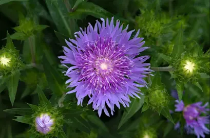 Stokesia laevis stunning purple flowers above lush, green foliage.