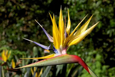 strelitzia-mandelas-gold--2