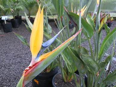 strelitzia-mandelas-gold--4