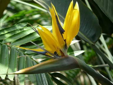 strelitzia-reginae-mandelas-gold-