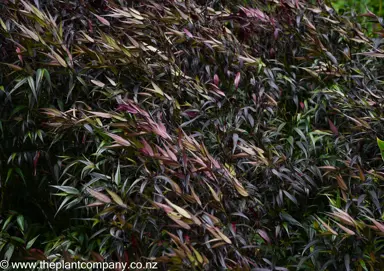 Large Strobilanthes anisophyllus plant with purple and green foliage.