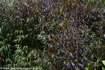 Strobilanthes anisophyllus plant with purple and green foliage.