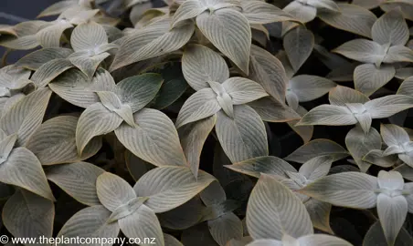 Strobilanthes gossypinus with grey leaves.