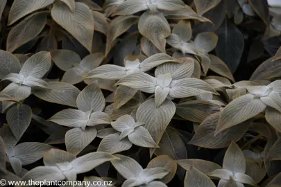 Grey foliage on Strobilanthes gossypinus.