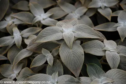 Strobilanthes gossypinus up close with grey leaves.