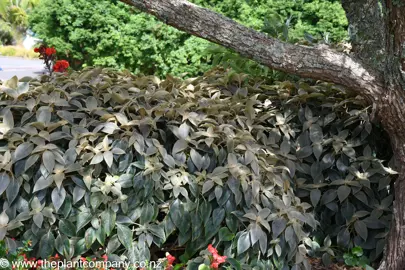 Large Strobilanthes gossypinus in a garden under a tree.