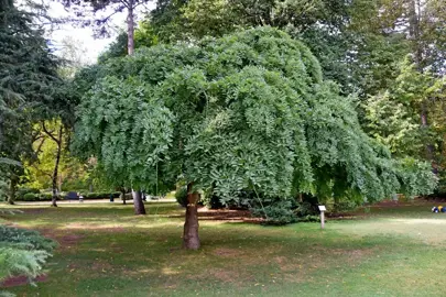 styphnolobium-pendula-