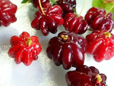 eugenia-uniflora-surinam-cherry-