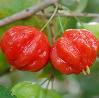 eugenia-uniflora-surinam-cherry-2