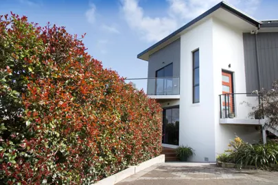 Syzygium 'Big Red' hedge growing in front of a house.