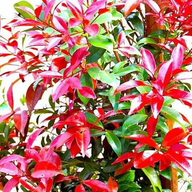 syzygium-burgundy-glow-