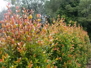 Orange and green foliage on Syzygium 'Hinterland Gold'.