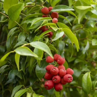 Syzygium luehmannii red berries and green foliage.