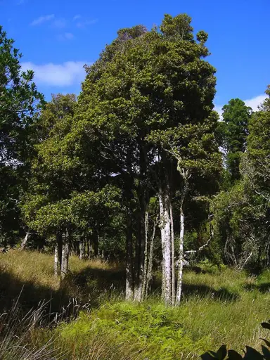 Syzygium maire trees in a native forest.