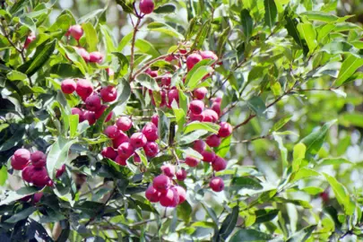 Syzygium smithii tree with red berries and green foliage.