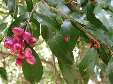 syzygium-australe-