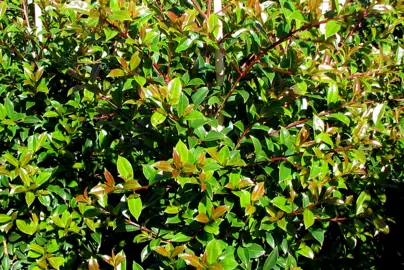 syzygium-australe-1